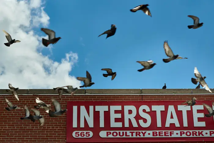 A photo of pigeons flying next to a store in Manhattan